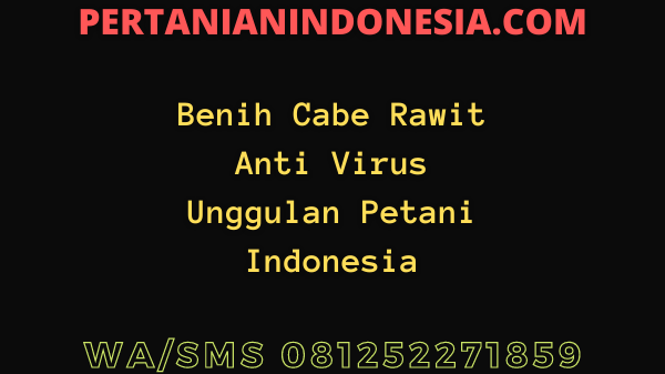 Benih Cabe Rawit Anti Virus Unggulan Petani Indonesia